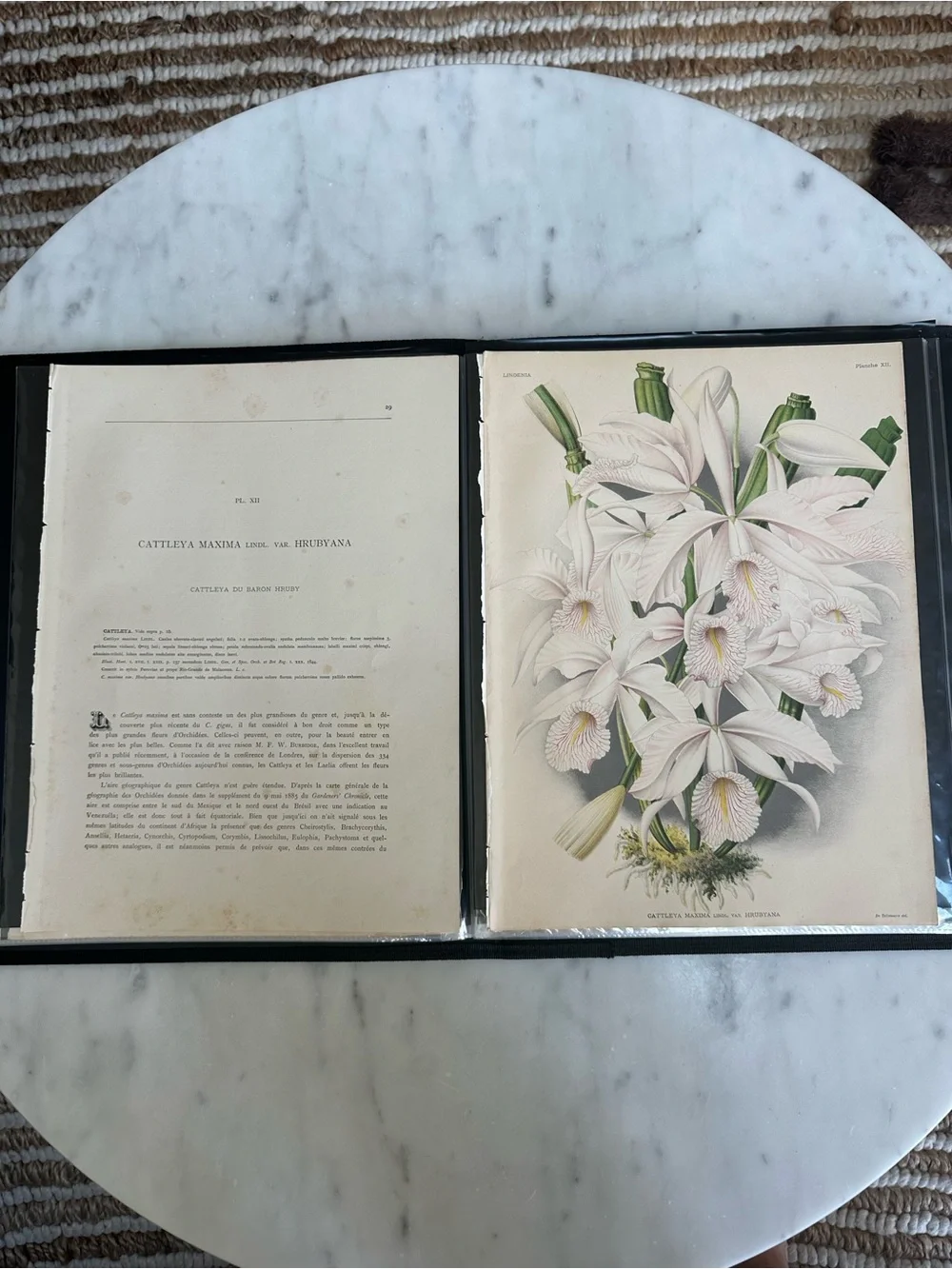 1885 Lindenia Pink Cattleya Orchid Illustration